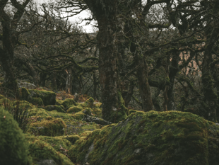 Charity behind Dartmoor woodland recovery seeks new chairperson 