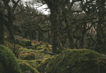 Charity behind Dartmoor woodland recovery seeks new chairperson
