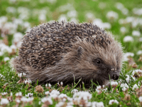 Charity urges care for hedgehogs during breeding season