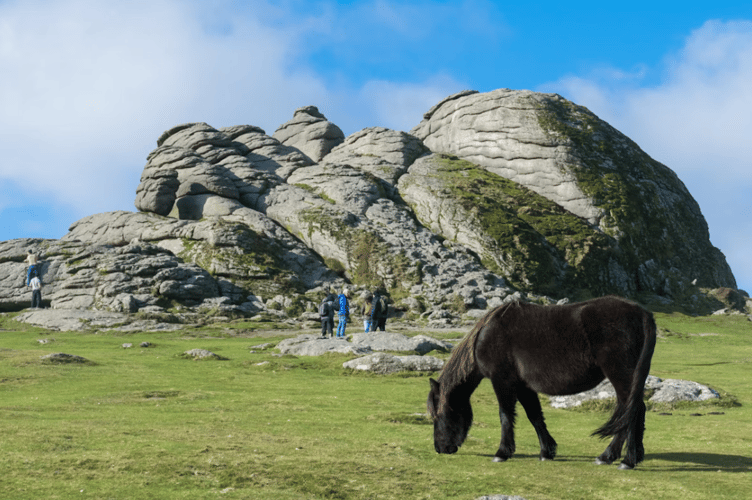 Dartmoor pony stock image 