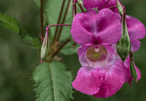 Volunteers sought for Himalayan Balsam removal work on Dartmoor