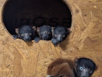 Rare red-ruffed lemur quads born