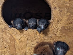 Rare red-ruffed lemur quads born