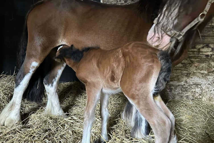 Cindy and Thelma before the Mare and Foal Sanctuary took them unders its care. Photo: World Horse Welfare