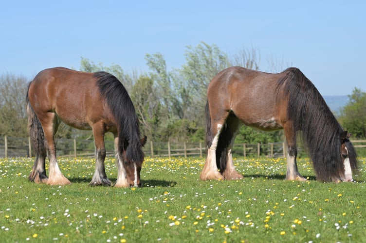 Cindy and Thelma at the Mare and Foal Sanctuary