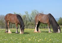Mare and foal survive against the odds