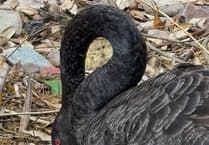 Black swan couple's first eggs hatching