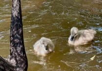 Black swan cygnet dies