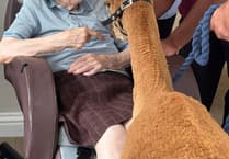 Care home residents meet alpacas