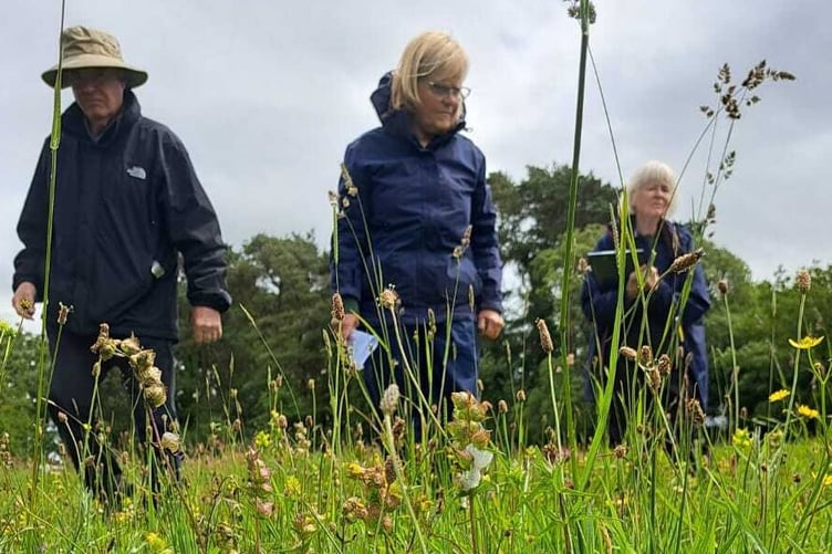 Orchid count at Pulsham Meadows by Dartmoor Preservation Association