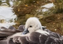 Swan brawl breaks out on Brook