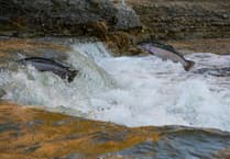 £400,000 scheme to dismantle weir aids salmon recovery