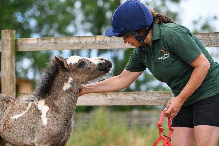 Tiny Mika - the filly foal with a heart murmur - has found a lifelong home at The Mare and Foal Sanctuary. Photo: The Mare and Foal Sanctuary