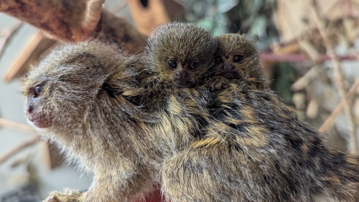 Tiny rare marmosets born at Shaldon Wildlife Trust