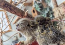 Tiny rare marmosets born at Shaldon Wildlife Trust