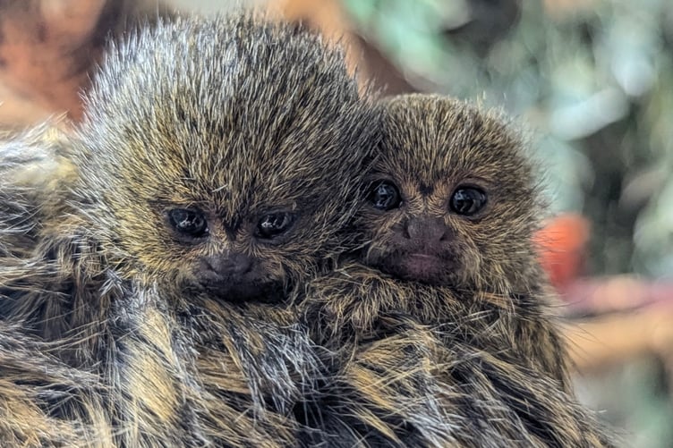 The baby Eastern Pygmy Marmosets, just a few weeks old, at Shaldon Zoo