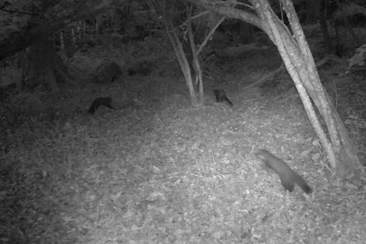 Still photo from trail camera footage captured near the Wray Valley on Dartmoor.