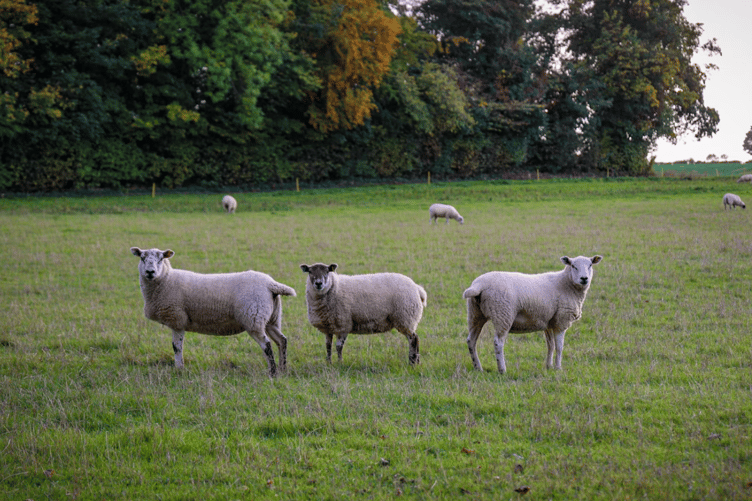Sheep stock image