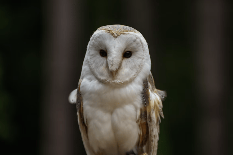 Barn owl stock image