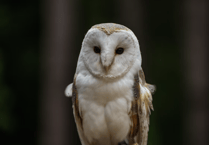 Barn Owl Trust propose new aviary for injured birds of prey