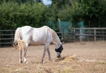 Charity feels the heat as drought drives up costs