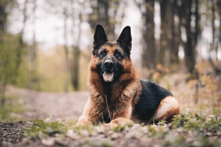German Shepherd stock image