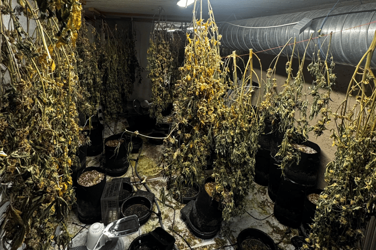 Police seized 161 cannabis plants from a property in Torquay Road