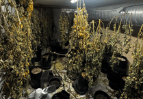 Man arrested after more than 150 cannabis plants seized by police