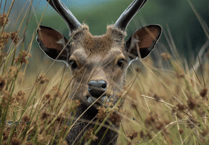 First-ever 'Devon Deer Forum' to bring landowners together