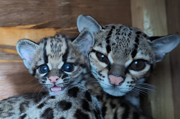 Shaldon Wildlife Trust's Margay kitten, left, with her mum Lucia