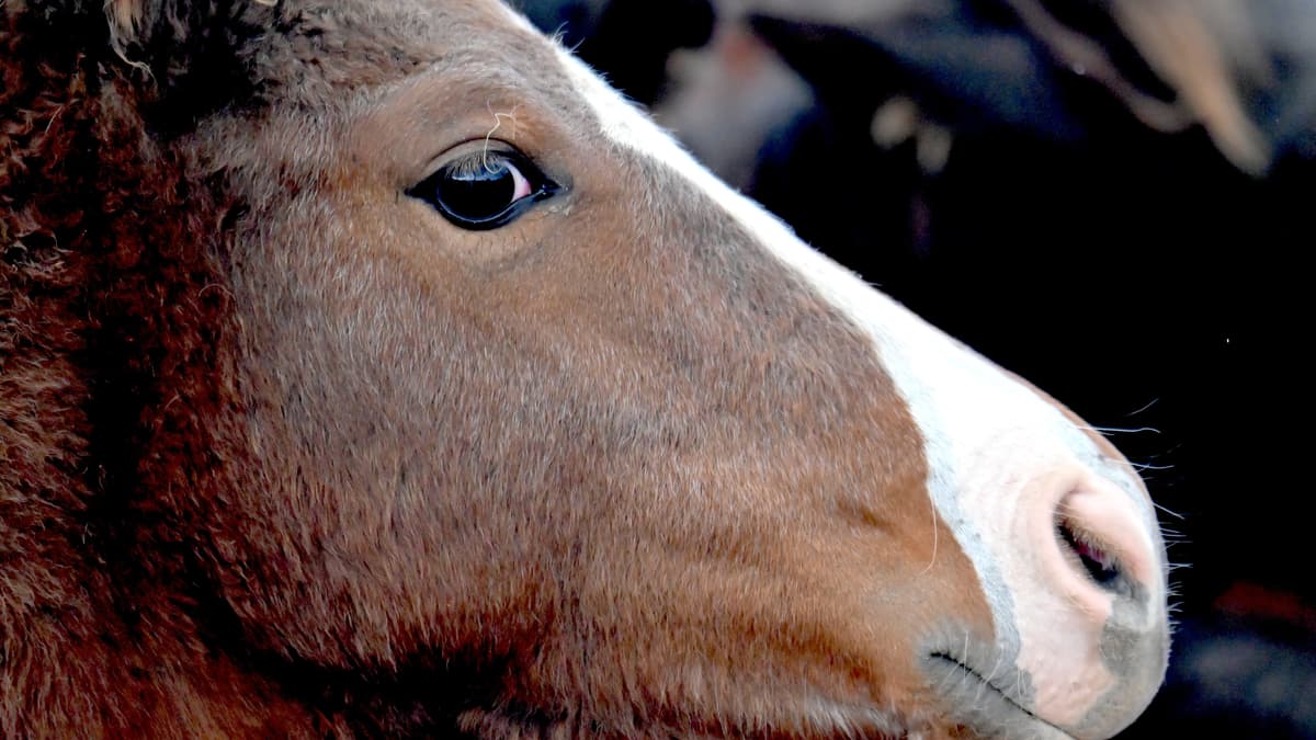 Dieses kleine Pony wurde auf den Markt gebracht....