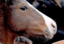 This llttle pony went to market....
