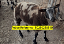 Police ask public for help after five sheep stolen near Buckfastleigh