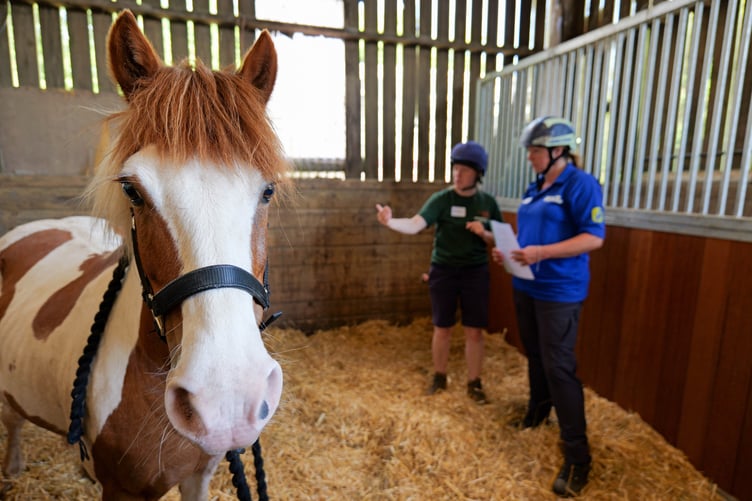 The Mare and Foal Sanctuary has been recognised four times at this year's National Equine Welfare Council