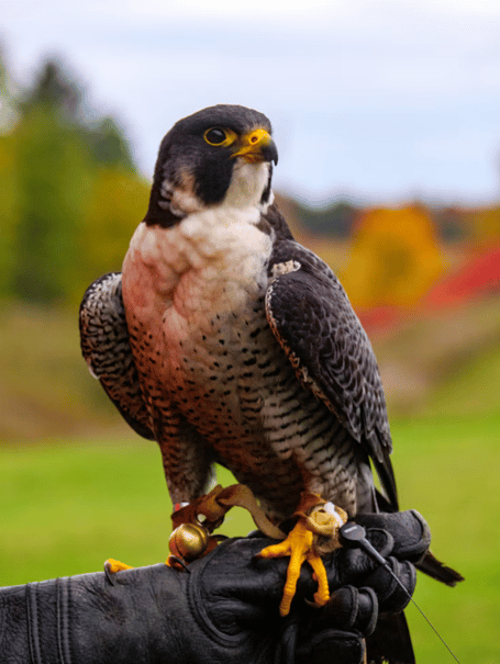 Falcon stock image