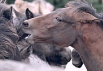 Tooth discovery sheds new light on Dartmoor Pony's ancestry