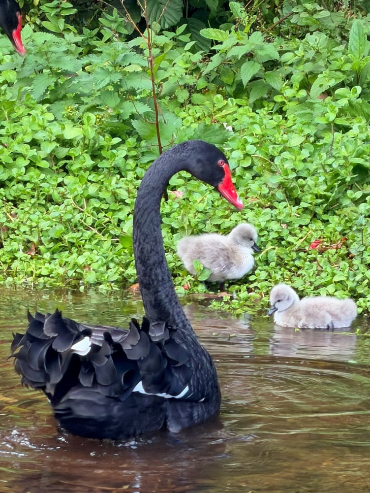 The two cygnets hatched in Dawlish. Photo Pilchard Cottage