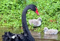 Two new Black Swan cygnets hatch in Dawlish