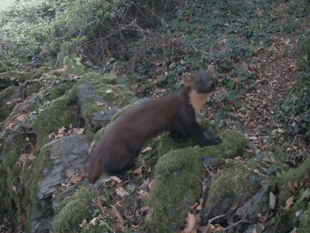 Camera traps capture elusive pine marten