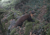 Watch: Camera-trap footage confirms pine marten's return to South Devon