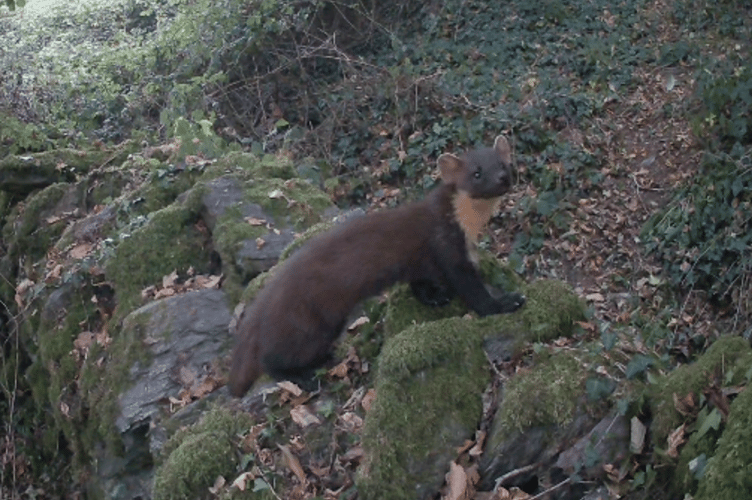 Camera-trap footage captured shots of a female pine marten scampering through woodland in South Devon