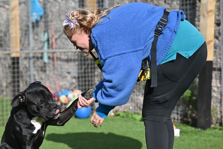 Foredown Kennels. Paws for thought with manager Tilly Hanlon