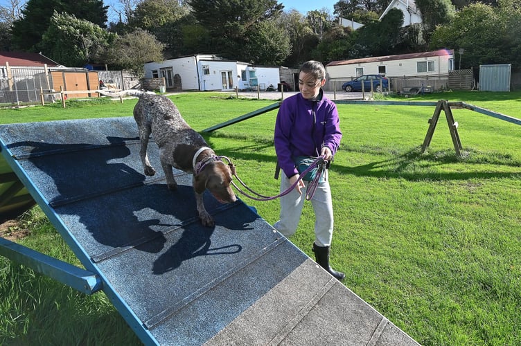 Foredown Kennels