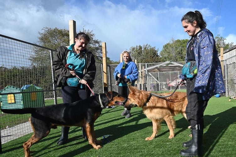 Foredown Kennels. Foredown Kennels. Getting to nose you - familiarisation time for two German Shepherds