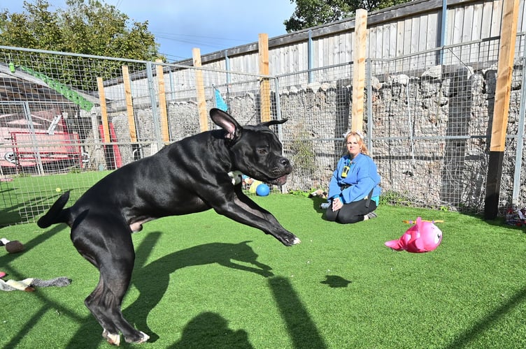 Foredown Kennels. Duck takes to the air watched by manager Tilly Hanlon