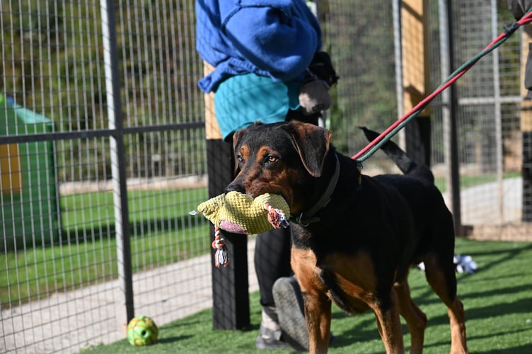 Foredown Kennels